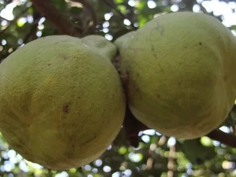 Bưởi Tân Triều trước nguy cơ bị giả mạo thương hiệu