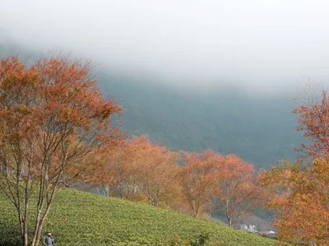 Đồi chè Ô Long mùa đông đẹp như bức tranh vẽ ở SaPa
