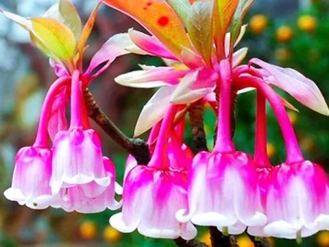 Độc, lạ đào chuông Yên Tử được đại gia truy lùng chơi Tết