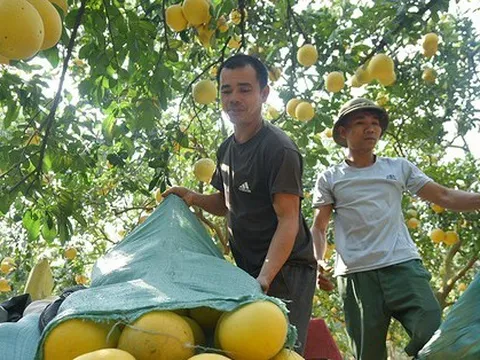 Mãn nhãn với cảnh nông dân thu hoạch vườn bưởi Diễn những ngày gần Tết Nguyên đán Quý Mão