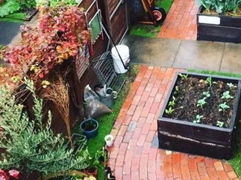 Khu vườn với đủ loại trái cây và rau củ của đôi vợ chồng đam mê trồng trọt