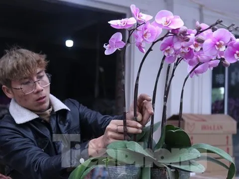 Thu nhập cao ngất ngưởng từ nghề kết hoa chơi Tết