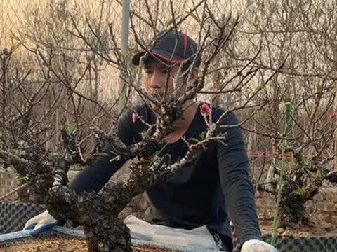 Hà Nội: Ngắm những dáng đào 'vương giả' chuẩn bị xuống phố đón Tết