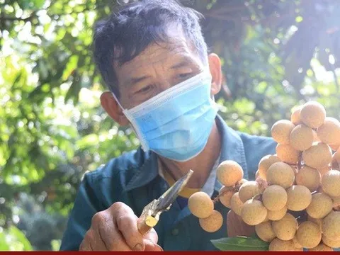 Xuất khẩu chính ngạch lô nhãn đầu tiên sang Nhật Bản