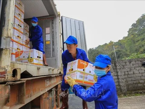 Xuất khẩu gần 7 tấn cam Cao Phong đầu tiên sang Anh