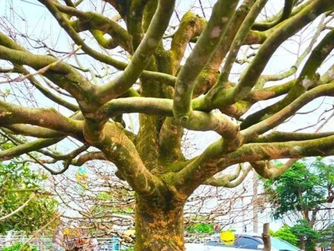 Độc đáo ‘lão mai’ 100 tuổi, cây mai ‘bàn tay năm ngón’ gây sốt ở miền Tây
