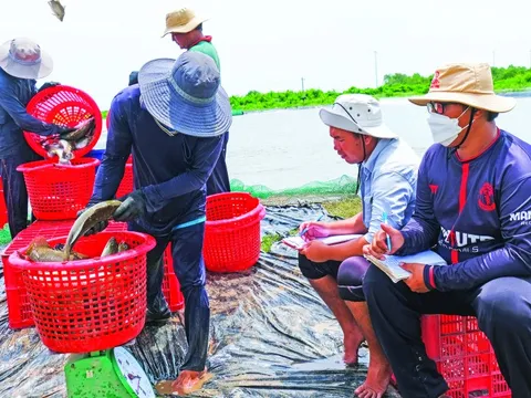 Giấc mơ của 'Vua cá chẽm'