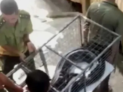 Clip: Nhiều cá thể trăn “khủng”, quý hiếm lạc vào nhà dân ở TT-Huế