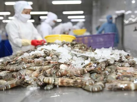 Kinh doanh tăng trưởng, Thực phẩm Sao Ta có gần 800 tỷ đồng tiền nhàn rỗi