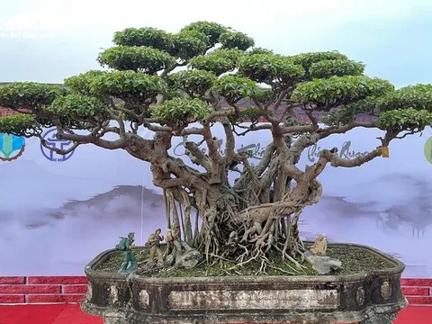Chiêm ngưỡng ‘siêu cây’ của nghệ nhân Hà Nội, trả bao nhiêu tiền cũng không bán