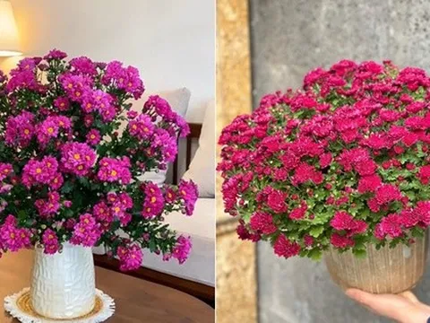 Không phải cúc vàng, đây mới là loại cúc được hội chị em "mê đắm" dịp Tết Nguyên đán 2025 vì hợp bản mệnh