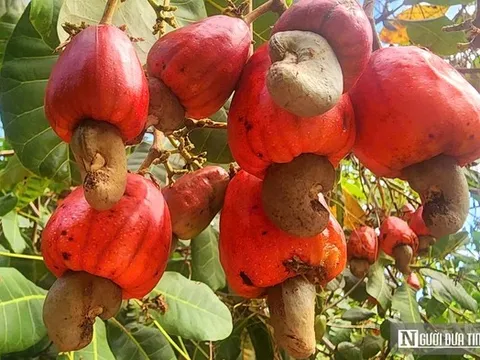 Ứng dụng khoa học, nông dân Bình Phước “hóa giải” nỗi lo mất mùa điều