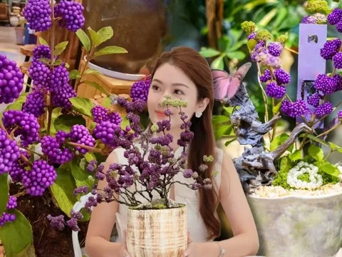 Loài cây Tết đến nhiều nhà muốn có: Chuỗi ngọc tím thổi bừng sức sống năm mới, hút tài lộc vào nhà