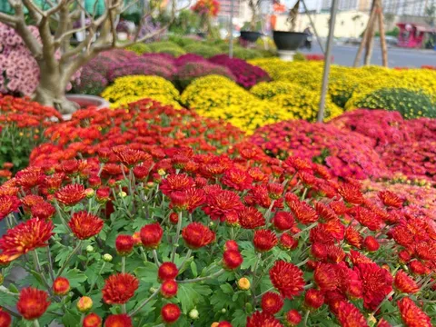 Hoa kiểng Tết đổ về TP.HCM dù mới Noel