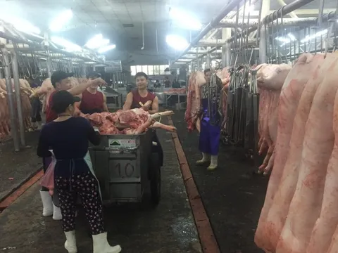 Giá heo hơi hôm nay, 26-1: Giá heo ở chợ đầu mối tiếp tục tăng