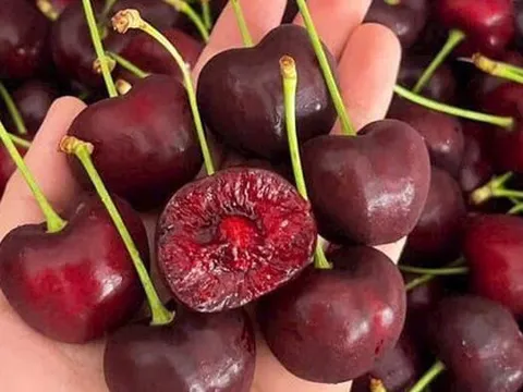 Cherry đang vào mùa giá rẻ: Thấy 3 loại này ngoài chợ, dù giá thấp cũng đừng mua kẻo “tiền mất tật mang”