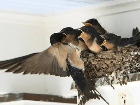 Gần Tết thấy nhà có 6 dấu hiệu này là cuộc đời nở hoa, tài lộc gõ cửa: Đặc biệt là điều số 2!