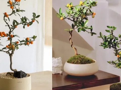 Trend chơi quất dành cho nhà nhỏ - hội chị em nhất định phải update để đón Tết