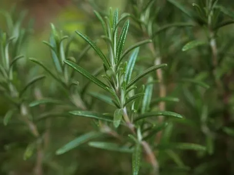 Chuyên gia Mỹ tiết lộ 6 loại thực phẩm chống lão hóa, giúp bạn trông trẻ hơn 2 tuổi, giảm 2kg trong 8 tuần!