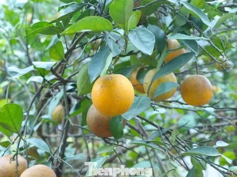 Thất thu cam 'tiến vua' vụ Tết