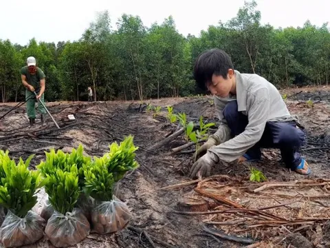 Ba loại cây tạo ra "vàng ròng" nên trồng năm 2026