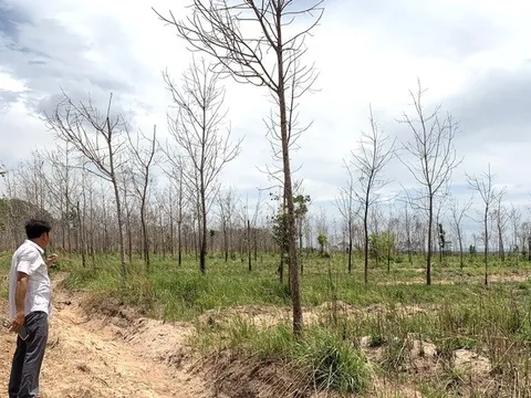 Gia Lai thu hồi đất cao su kém hiệu quả để phát triển kinh tế