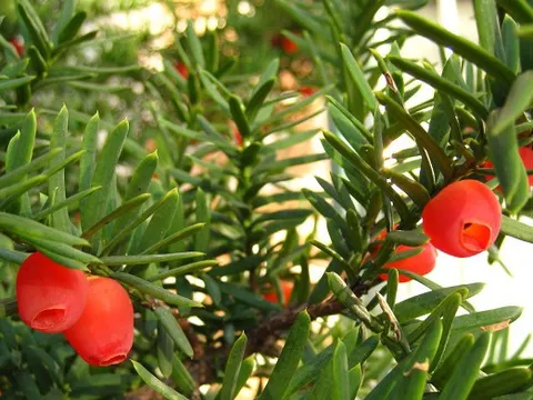 Nằm ẩn mình trong Núi Voi, "báu vật" 2.500 tuổi quý hiếm bậc nhất Việt Nam: Thế giới chỉ 3 nước có