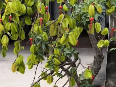 Cây khế viral TikTok với 3 triệu views, trả 15 triệu chủ nhà kiên quyết: Không bán