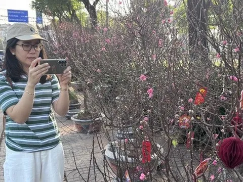 Hoa đào Tết bắt đầu tràn về TPHCM, người mua bất ngờ khi hỏi giá