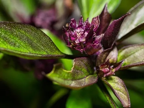 3 loại cây gia vị nên trồng trong năm Bính Ngọ