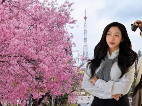 Đang phát điên vì hoa mai anh đào Đà Lạt!