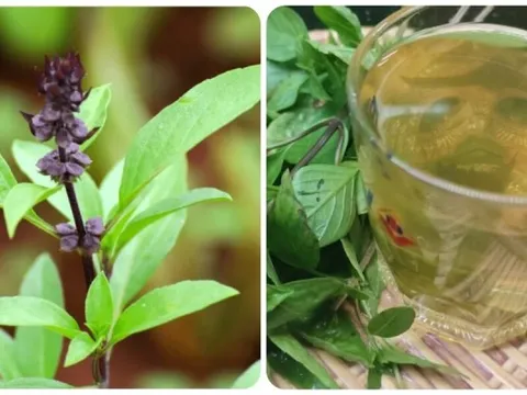 10 lợi ích tuyệt vời của rau húng quế với sức khoẻ