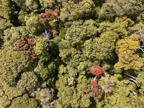 Vẻ đẹp mê hoặc của rừng Măng Đen mùa thay lá