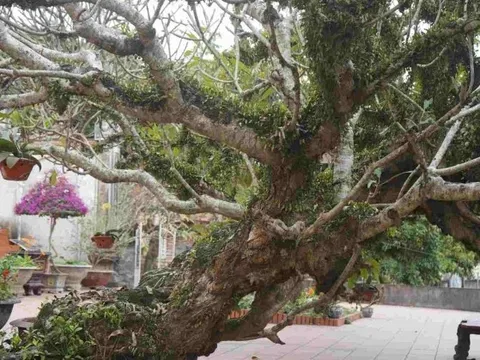 4 loại cây là nam châm hút lộc, trồng vào đầu năm vừa đẹp sang, vừa thêm may mắn