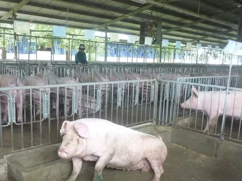 Giá heo hơi hôm nay, 7-2: Bất ngờ với giá thịt heo 1 tuần trước Tết