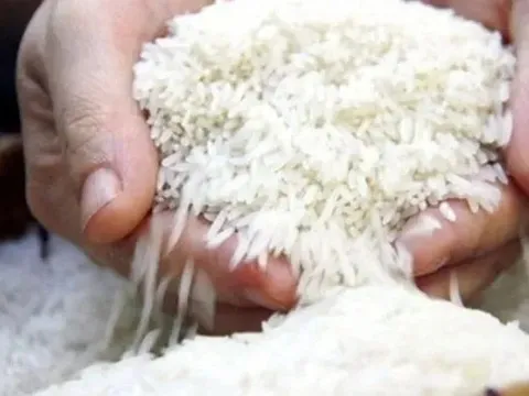 Giá gạo Ấn Độ chạm đỉnh gần một tháng