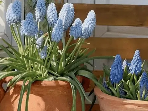 Tết 2026, chị em rủ nhau chơi loài hoa tí hon: Nhẹ tiền, dễ chăm, chưng trong nhà sang hẳn