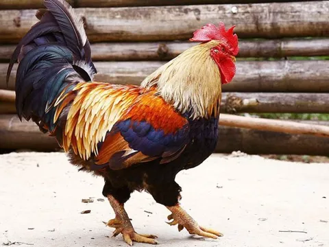 Chọn gà ăn Tết mà chưa thử 7 giống này thì phí cả đời: Thịt thơm, da giòn, cúng xong ai ăn cũng tấm tắc