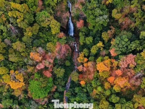 'Tuyệt đối điện ảnh' bằng lăng Măng Đen mùa thay lá