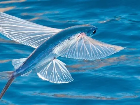 Loài cá biết bay