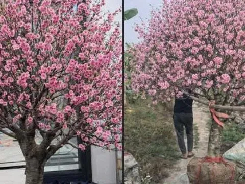 Bi hài chuyện chơi đào Tết khiến 1 người rơi lệ, vạn người xôn xao