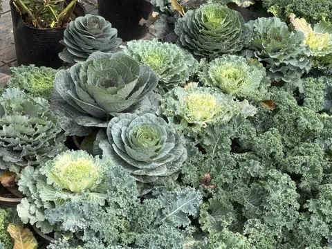 Độc lạ rau cải được hô biến thành cây cảnh chơi Tết