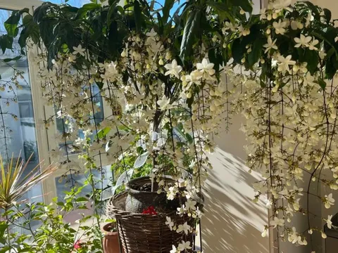 Loại hoa "thần tiên" đang gây sốt dịp cận Tết: Tên nghe đã thấy giàu sang, hoa rủ xuống như thác đổ, ai nhìn cũng muốn "rinh" ngay về nhà