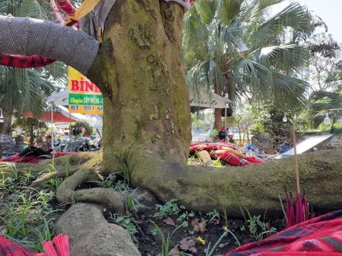 Chủ cây mai vàng “Nghinh Xuân Bính Ngọ” tiết lộ lý do rao bán 3,7 tỉ đồng