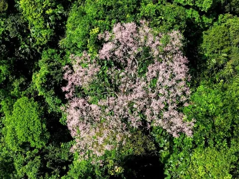 Phát hiện loài cây "vương giả chi hoa" với số lượng lớn ở 1 nơi rất hoang sơ hiểm trở, người dân truyền tai là "đất của phượng hoàng"