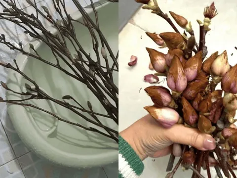 Cái kết "tàn canh gió lạnh" của dân chơi mộc lan Tết