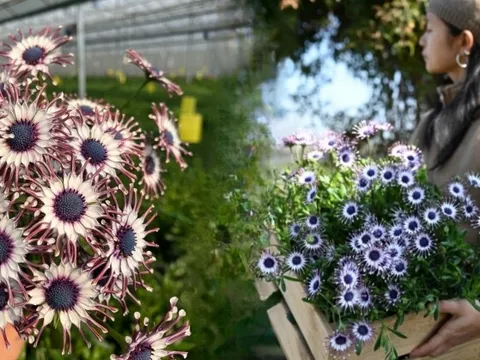 Bị chê giống... hình virus khiến nhiều người e dè chưng Tết, nhưng loài cúc "người ngoài hành tinh" này lại giấu một bí mật chữa lành kinh ngạc