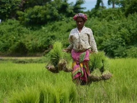 Vừa cấm nhập khẩu 3 tháng, khách ruột gạo Việt đón tin vui