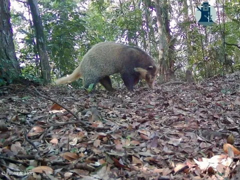 "Báu vật" trong Sách Đỏ xuất hiện tại khu rừng lớn nhất xứ Nghệ
