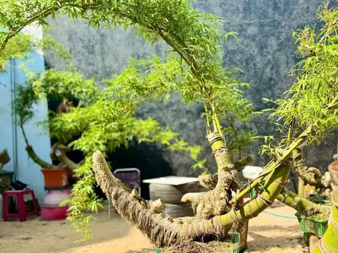 ‘Hô biến’ gốc tre thành tác phẩm bonsai độc đáo
